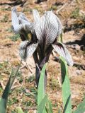 Iris korolkowii