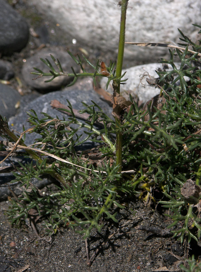 Изображение особи Tripleurospermum caucasicum.