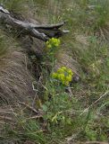 Euphorbia boissieriana. Цветущее растение. Карачаево-Черкесия, Теберда, гора Лысая. 29.05.2013.