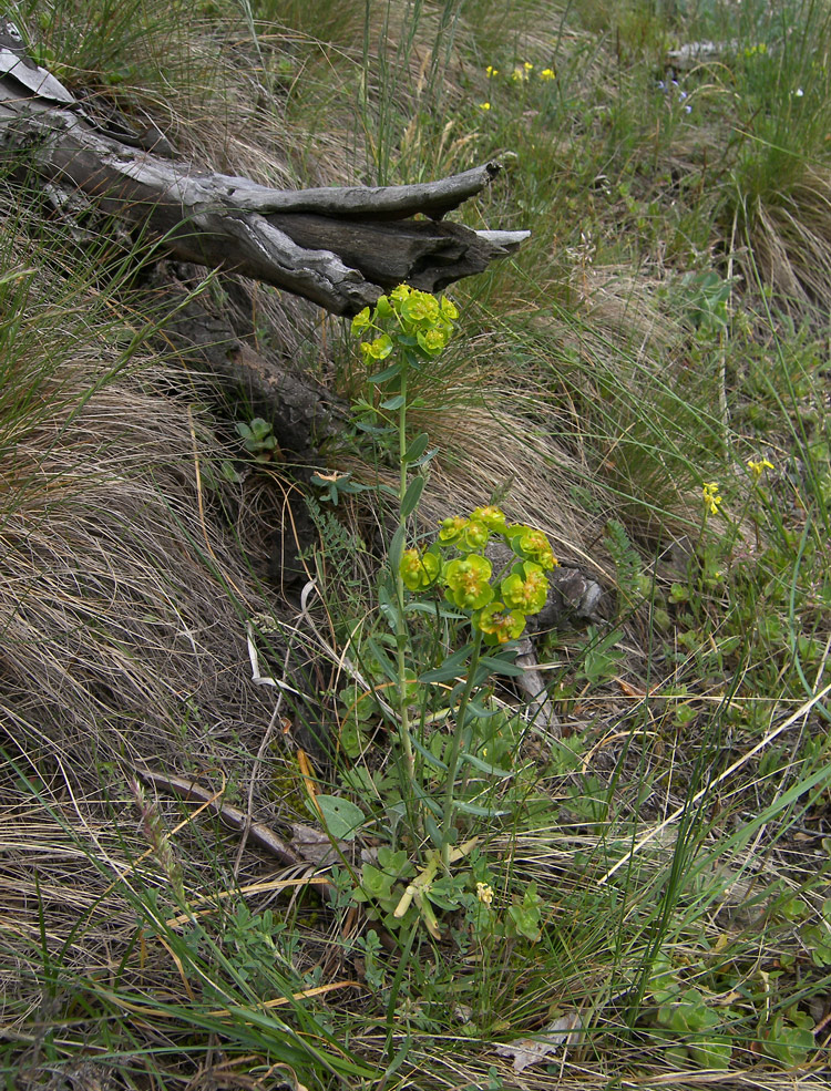 Image of Euphorbia boissieriana specimen.