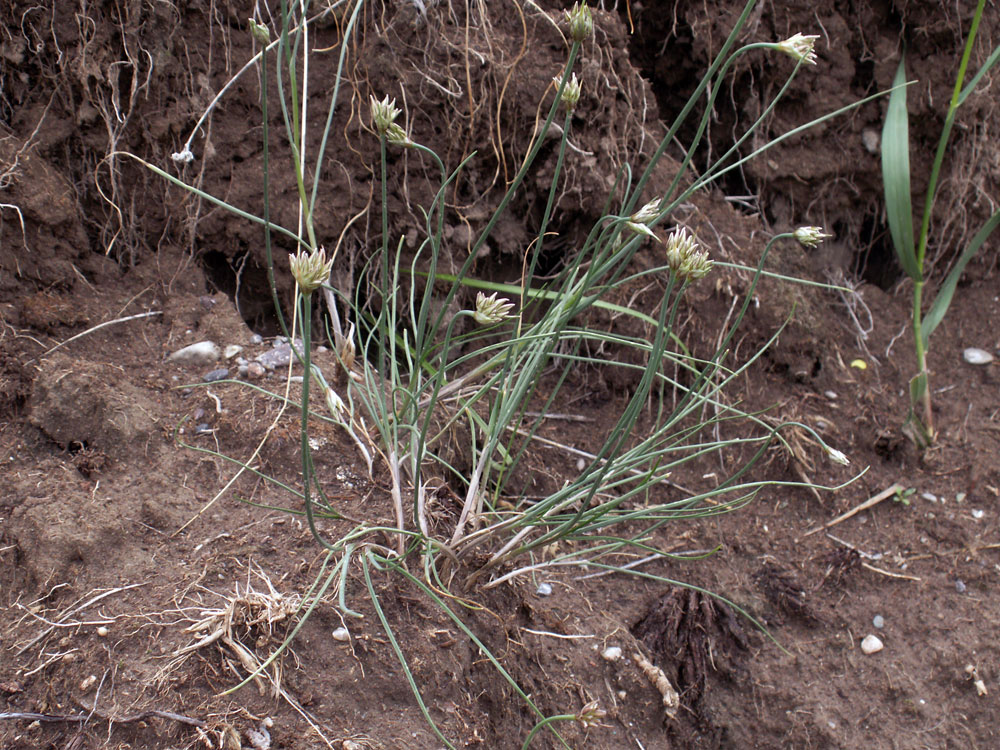Image of Allium korolkowii specimen.