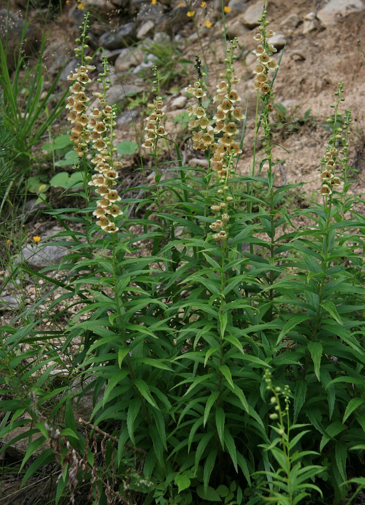 Изображение особи Digitalis ciliata.