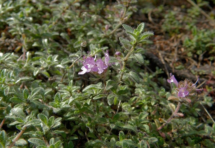 Изображение особи род Thymus.