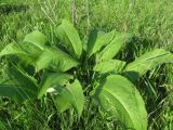 Inula helenium