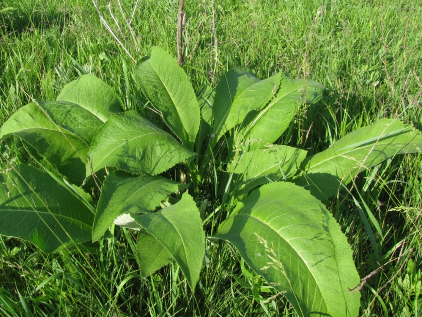 Изображение особи Inula helenium.