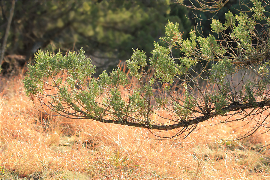 Image of Juniperus excelsa specimen.