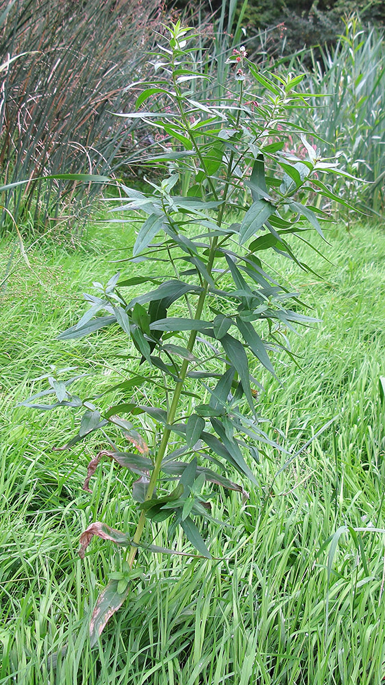 Image of Lythrum virgatum specimen.