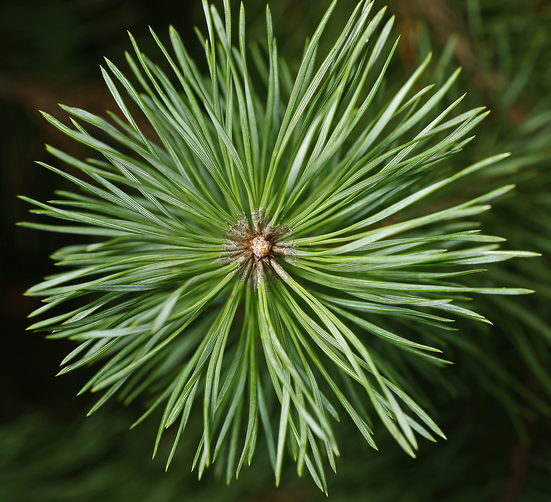 Изображение особи Pinus sylvestris.