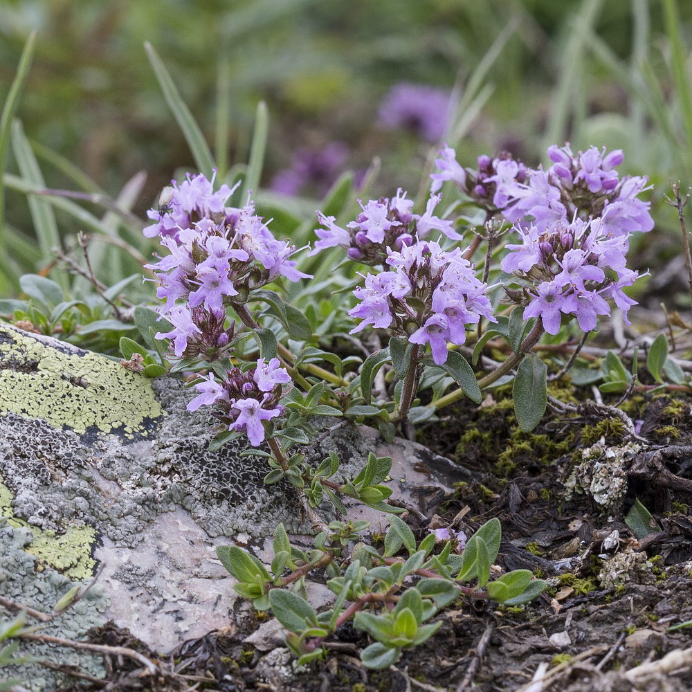 Изображение особи Thymus seravschanicus.