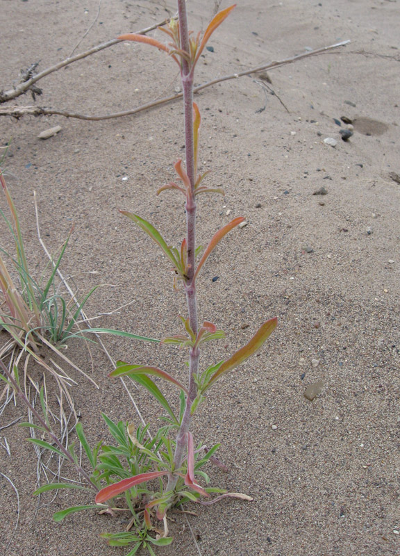 Image of Silene borysthenica specimen.