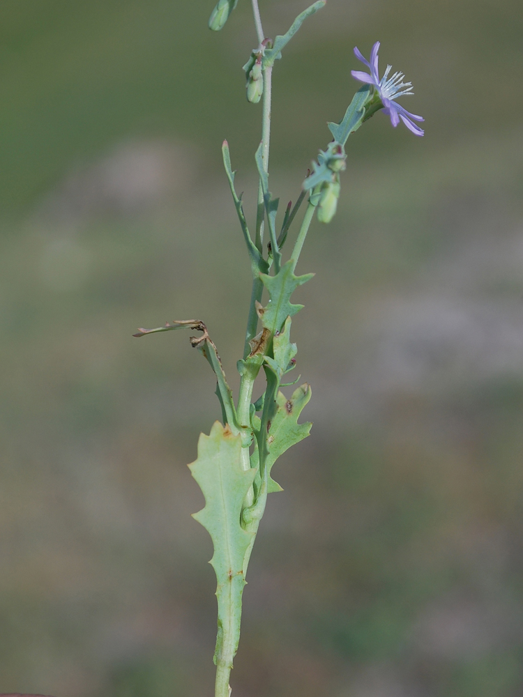 Изображение особи Lactuca undulata.