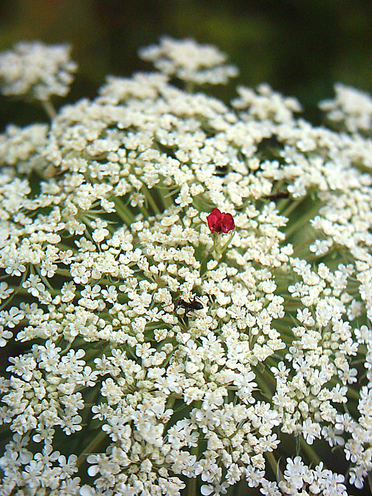 Изображение особи Daucus carota.