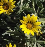 Gazania