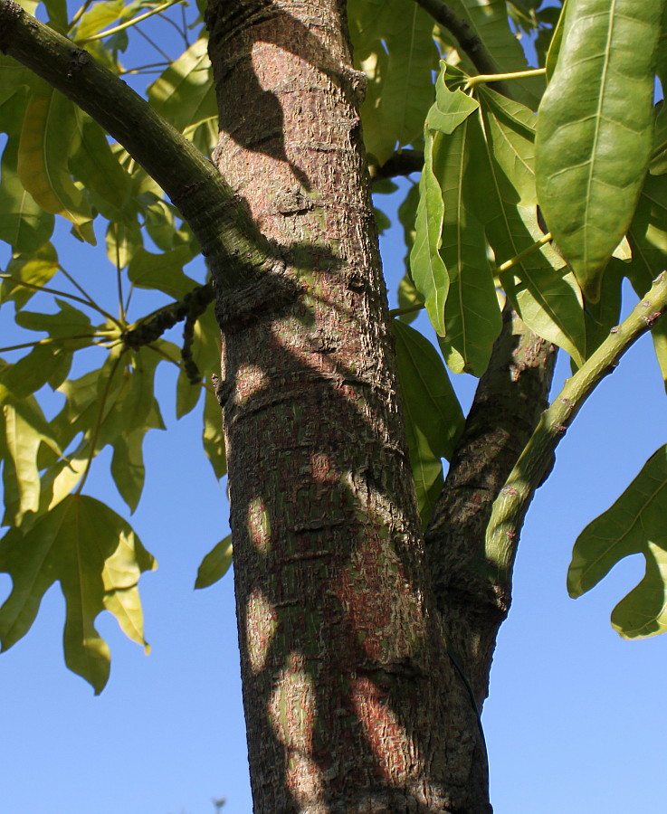 Image of Brachychiton acerifolius specimen.