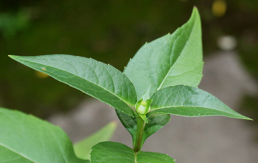 Изображение особи Silphium perfoliatum.