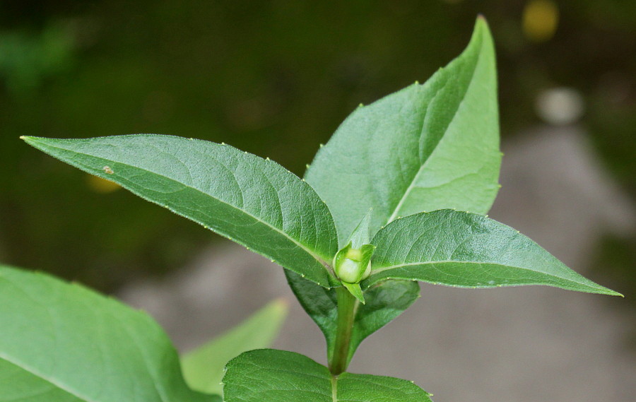 Image of Silphium perfoliatum specimen.