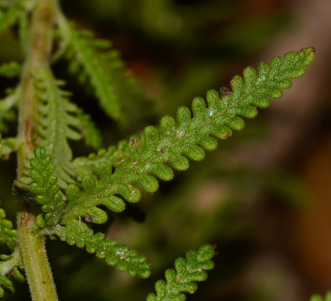 Image of Lavandula dentata specimen.