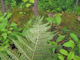 Athyrium sinense
