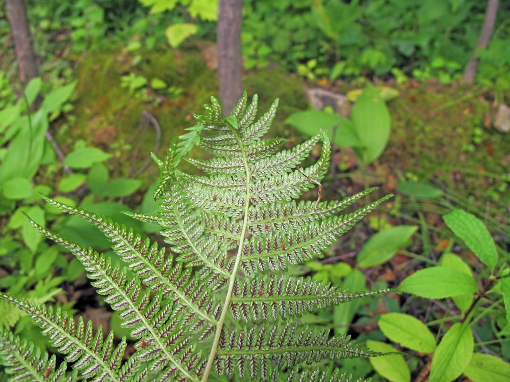 Image of Athyrium sinense specimen.