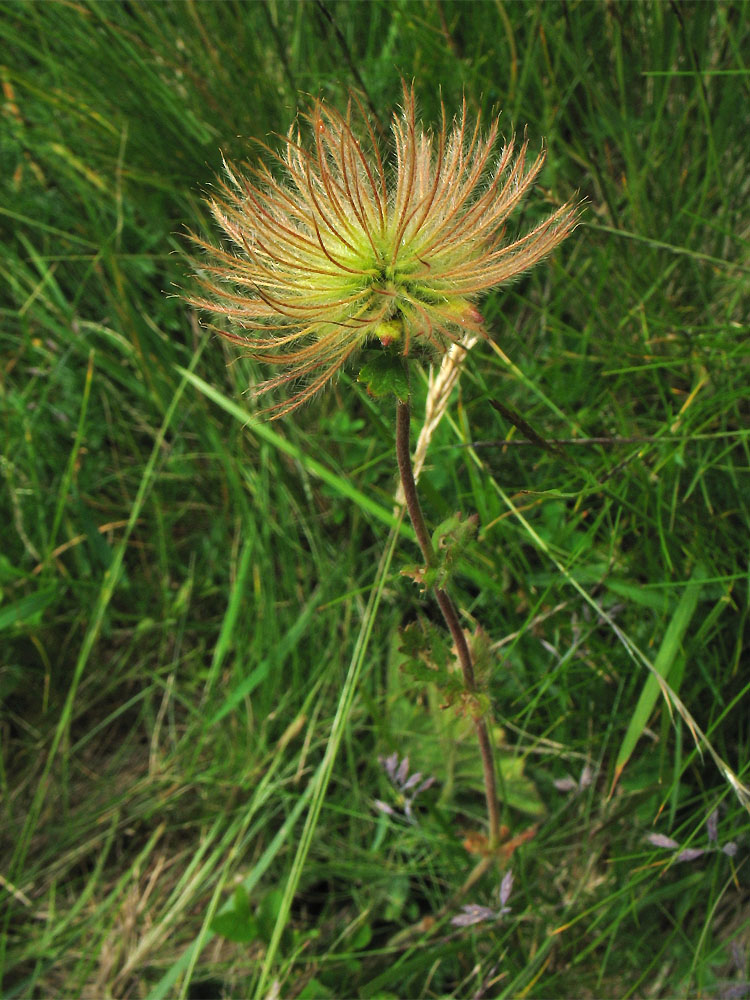 Изображение особи Oreogeum montanum.