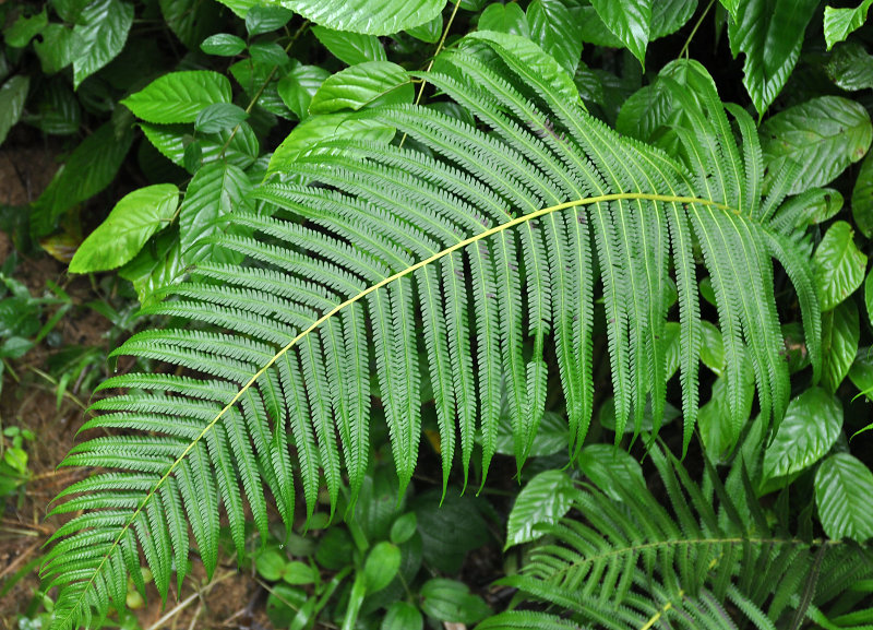 Изображение особи Cyclosorus polycarpus.