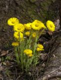 Tussilago farfara