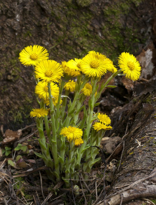 Image of Tussilago farfara specimen.
