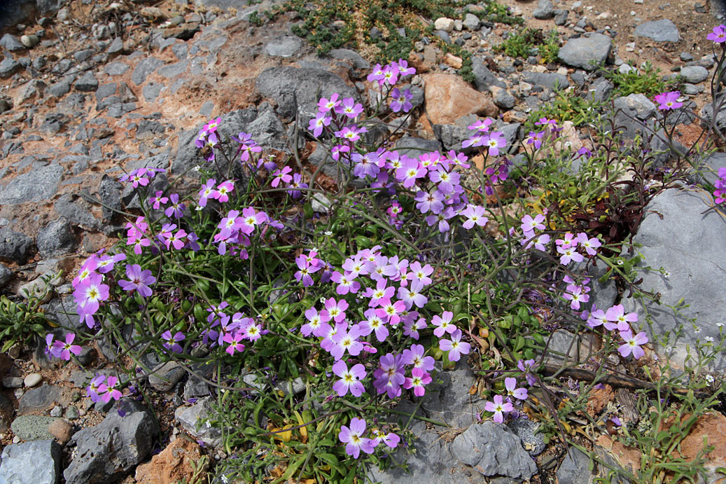 Image of Malcolmia flexuosa specimen.