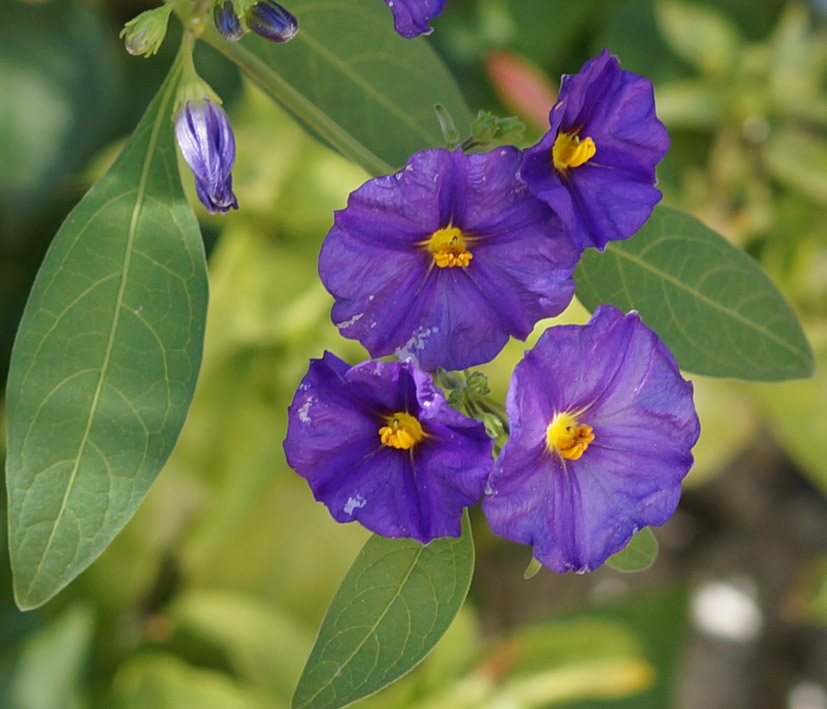 Image of Lycianthes rantonnetii specimen.
