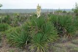 Yucca gloriosa