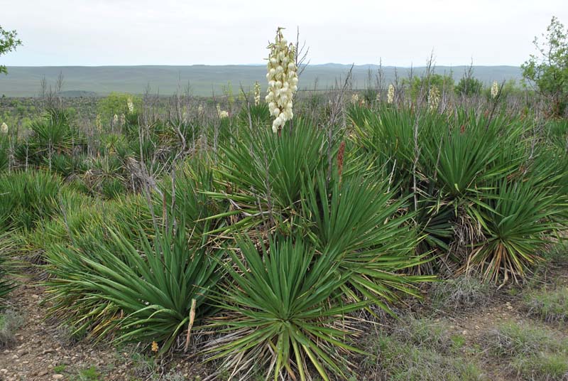 Изображение особи Yucca gloriosa.