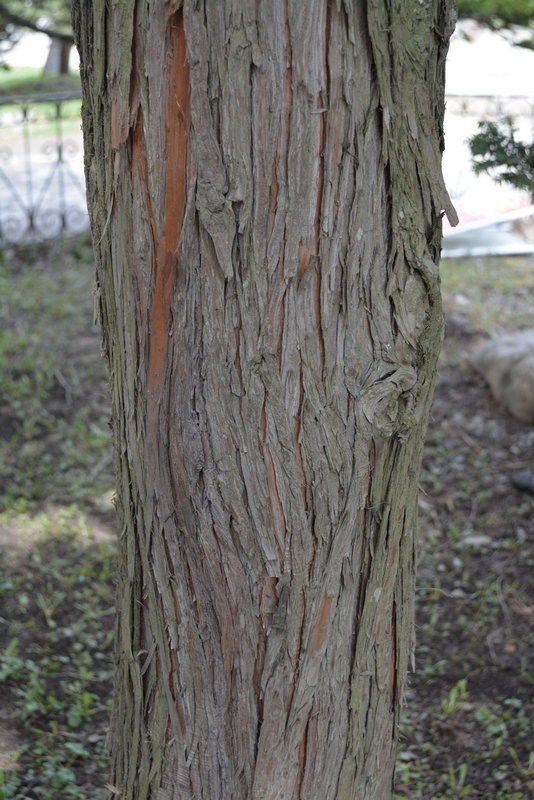 Image of Chamaecyparis pisifera specimen.