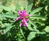 Trifolium lupinaster