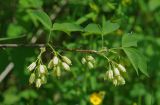 Staphylea trifolia. Ветвь цветущего растения. Нижний Новгород, Ботанический сад ННГУ им. Н.И. Лобачевского, в культуре. 25.05.2014.