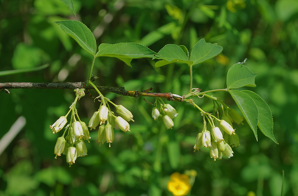 Изображение особи Staphylea trifolia.