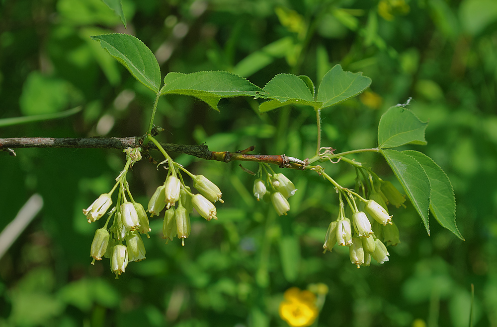 Image of Staphylea trifolia specimen.