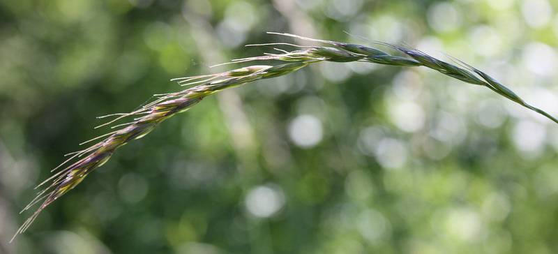 Изображение особи Elymus caninus.