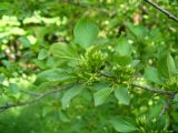 Rhamnus cathartica. Ветвь цветущего кустарника. Ставропольский край, г. Кисловодск, парк, одиноко стоящее на лужайке дерево (43°53′44,17″ с.ш., 42°43′48,16″ в.д.). 27.05.2014.