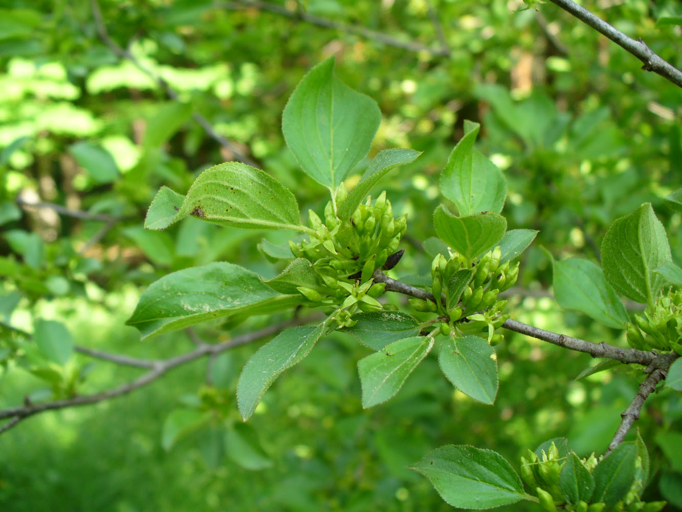 Изображение особи Rhamnus cathartica.