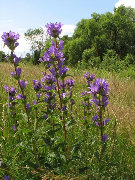 Image of Campanula glomerata specimen.