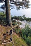 Pinus sylvestris. Нижняя часть ствола и корни. Псковское озеро, остров Верхний. 14.06.2014.