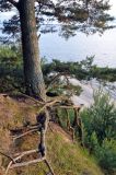 Pinus sylvestris