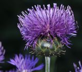 Centaurea graeca