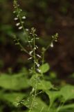 Circaea lutetiana. Верхушка цветущего растения с завязями. Молдова, Каларашский р-н, лес возле с. Бравичи. 26.06.2014.