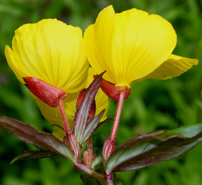 Изображение особи Oenothera perennis.