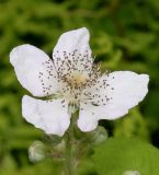 genus Rubus