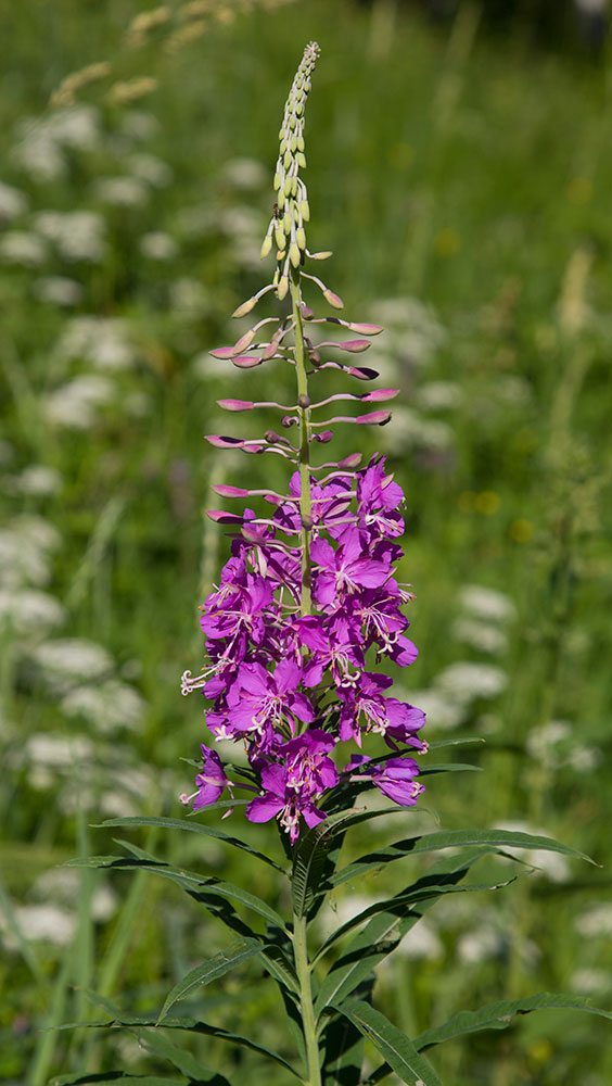 Image of Chamaenerion angustifolium specimen.