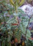 Scutellaria orientalis