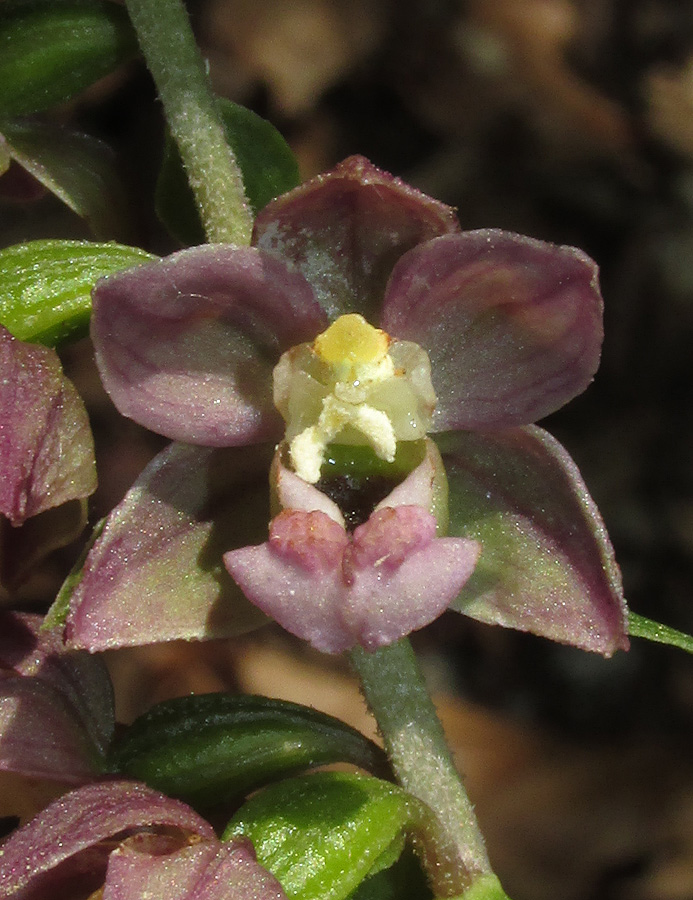 Изображение особи Epipactis helleborine.