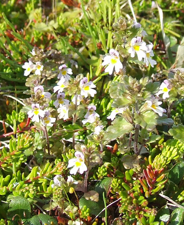 Image of Euphrasia frigida specimen.